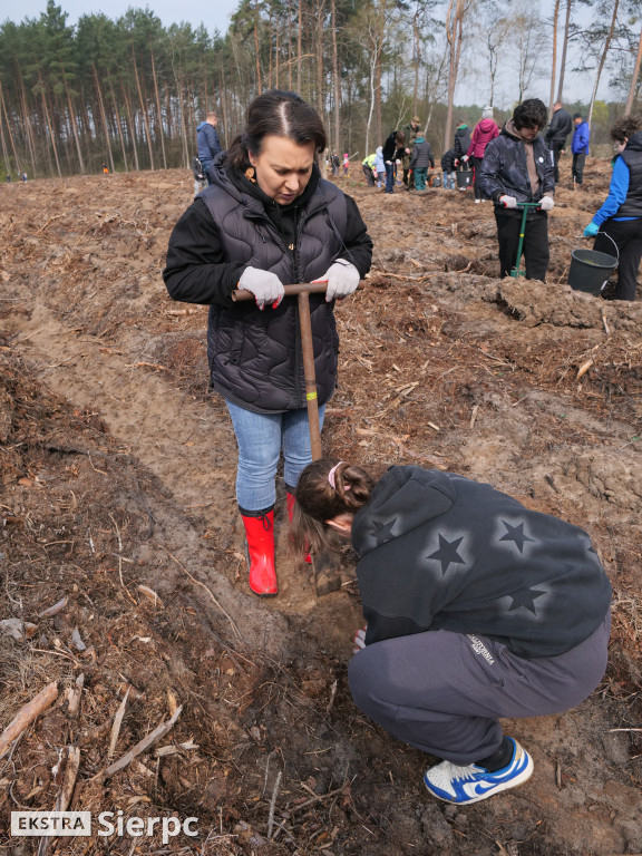 Sadzenie lasu