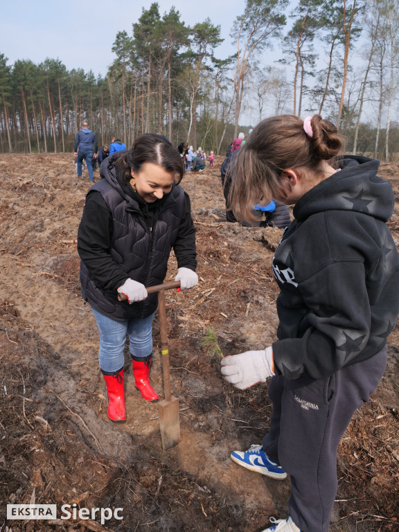 Sadzenie lasu