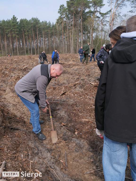 Sadzenie lasu