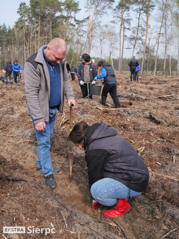 Sadzenie lasu