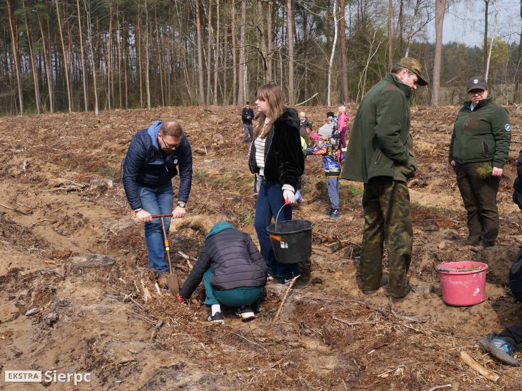 Sadzenie lasu