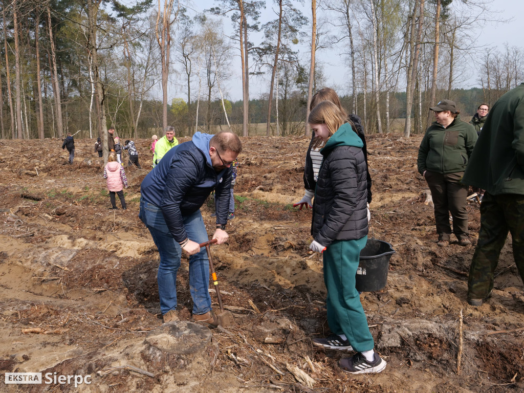 Sadzenie lasu