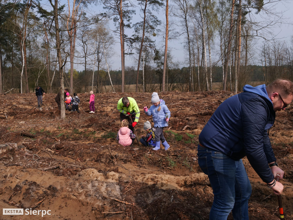 Sadzenie lasu