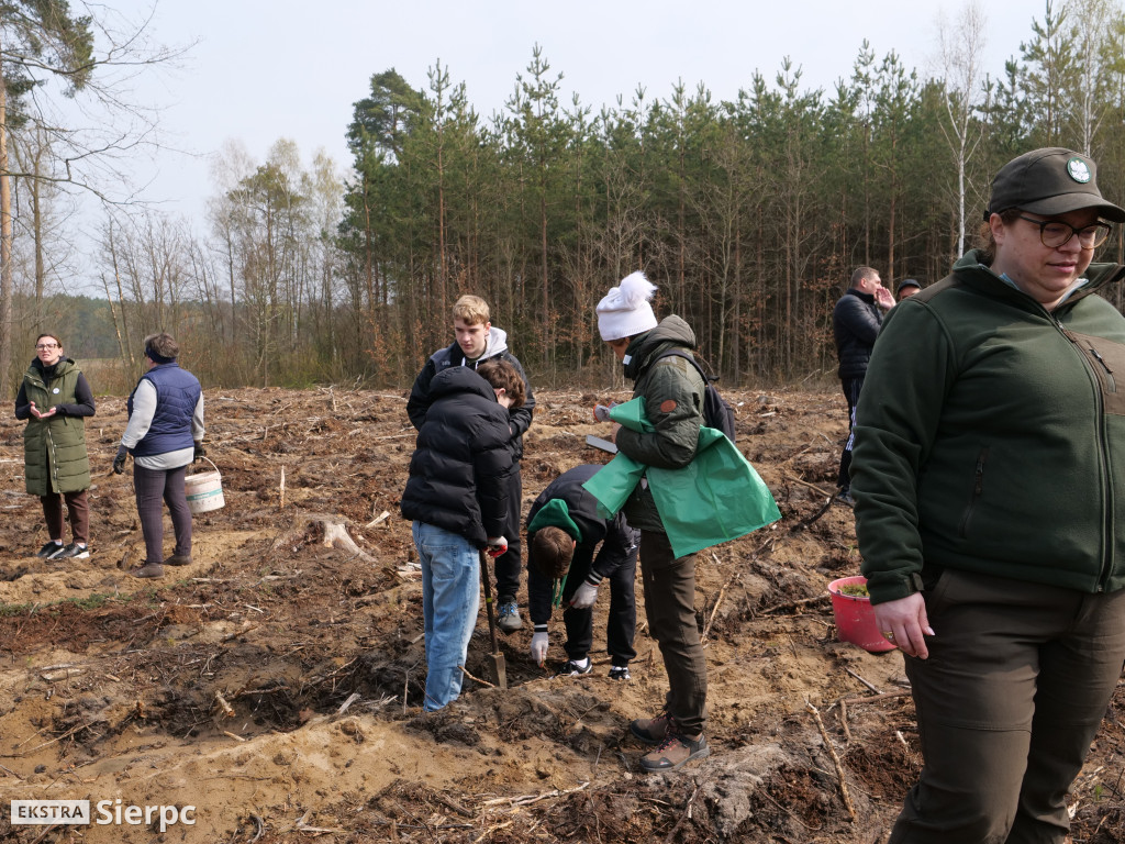 Sadzenie lasu