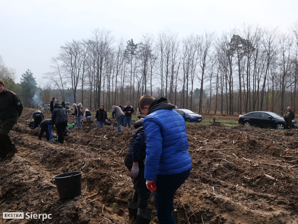 Sadzenie lasu
