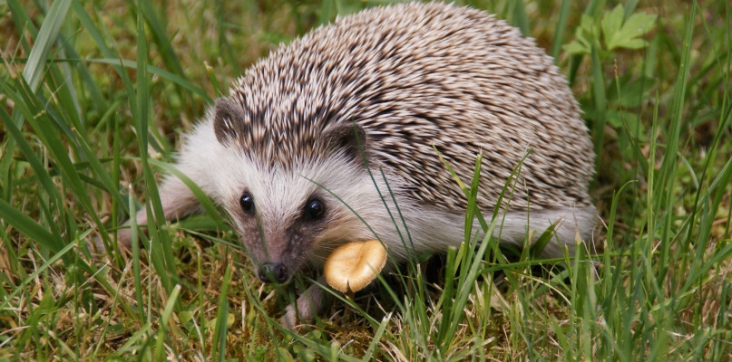 Nasze zwierzaki - Rychlik