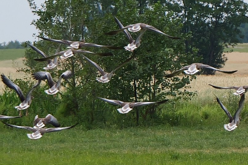 Ptaki w powiecie sierpeckim