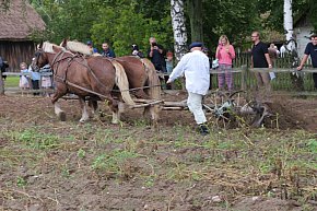 Wykopki w skansenie-4227