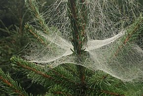 Kupujesz żywą choinkę na święta? Ten szczegół łatwo przeoczyć-22153