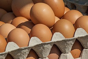 Salmonella wykryta w jajach! GIS wydał pilne ostrzeżenie-22177