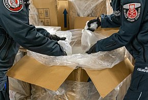 KAS zatrzymała próbę przemytu ponad 1 000 szt. koralowców z Indonezji