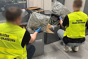 KAS wykryła 50 kg marihuany w przesyłkach z odzieżą