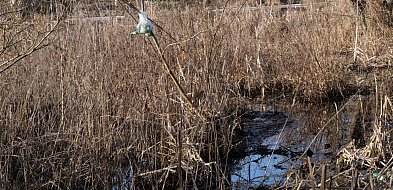 Gatunek, który zostawia najwięcej śladów w Choczniu