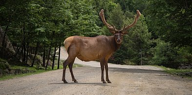 Zderzenie ciężarówki z łosiem