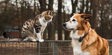 Samorząd Mazowsza pomoże bezdomnym zwierzętom