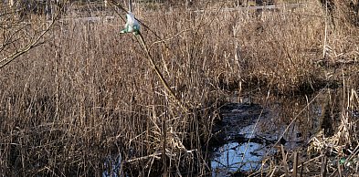 Gatunek, który zostawia najwięcej śladów w Choczniu