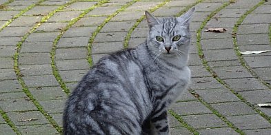 20 tys. zł na opiekę nad zwierzętami