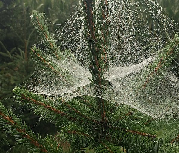 Kupujesz żywą choinkę na święta? Ten szczegół łatwo przeoczyć-22153