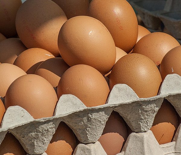 Salmonella wykryta w jajach! GIS wydał pilne ostrzeżenie-22177