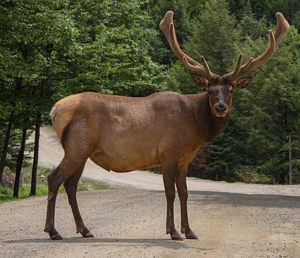 Zderzenie ciężarówki z łosiem