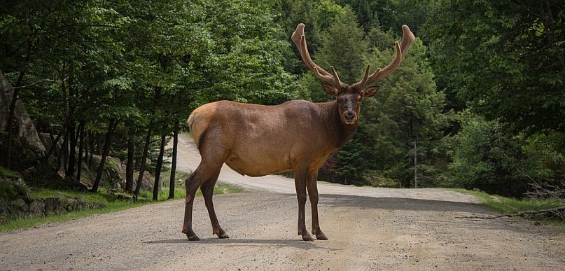 Zderzenie ciężarówki z łosiem