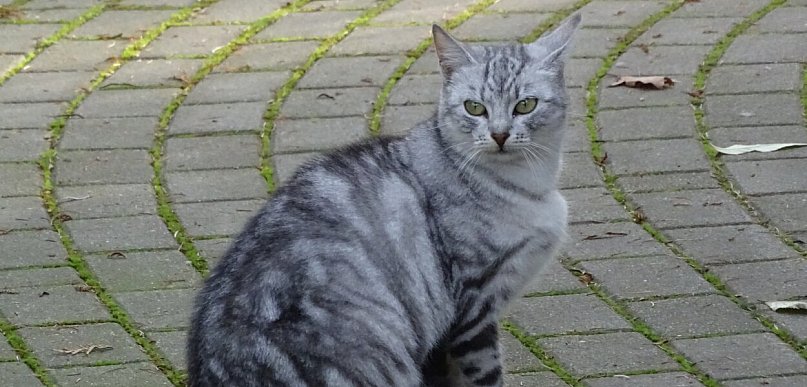 20 tys. zł na opiekę nad zwierzętami