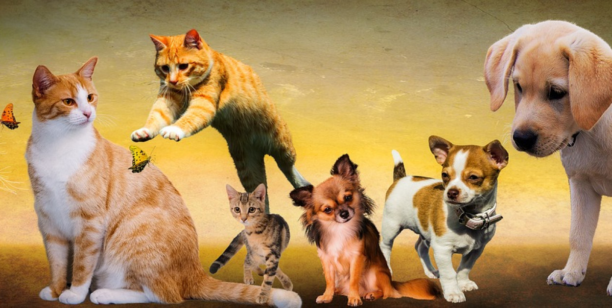 zdjęcie ilustracyjne, fot. pixabay.com
