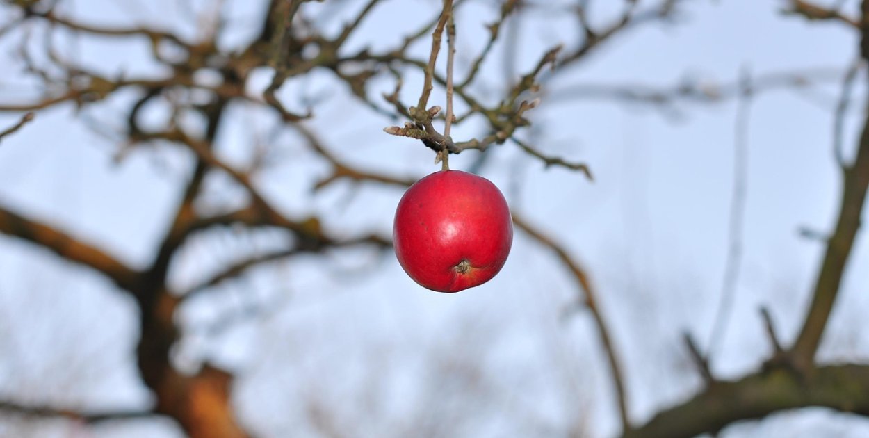 Obraz Paweł z Pixabay