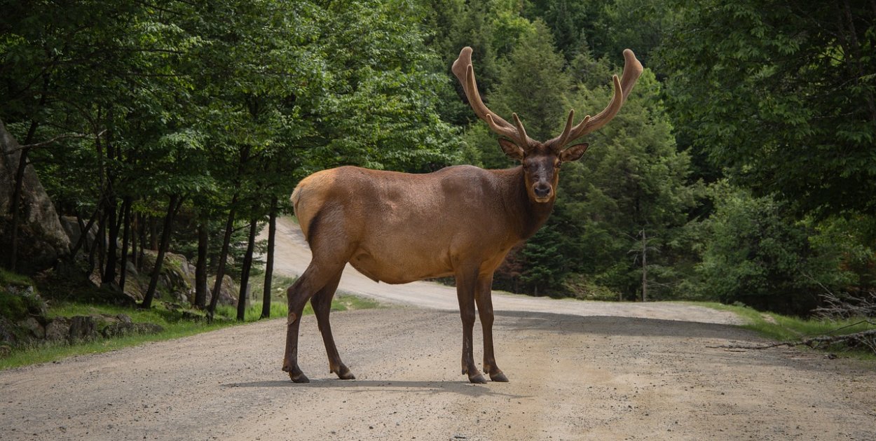 Zderzenie ciężarówki z łosiem